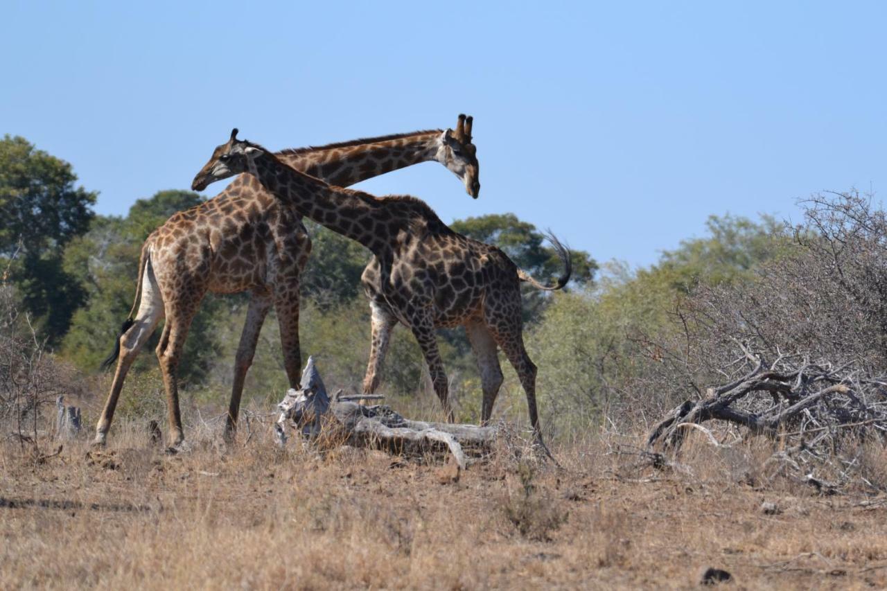 Mzsingitana Tented Camp Hotel Hoedspruit Exterior foto