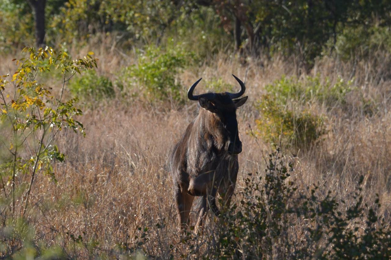 Mzsingitana Tented Camp Hotel Hoedspruit Exterior foto