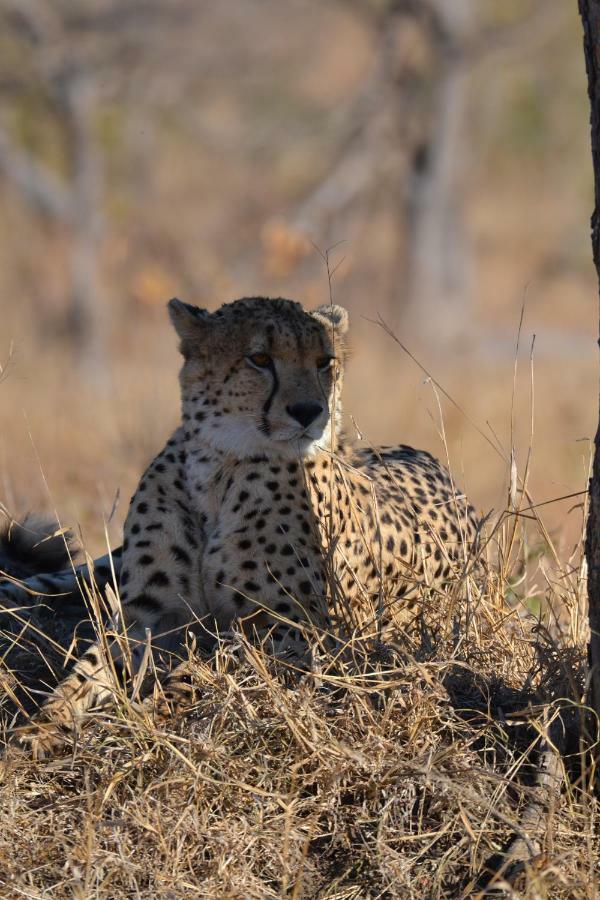 Mzsingitana Tented Camp Hotel Hoedspruit Exterior foto