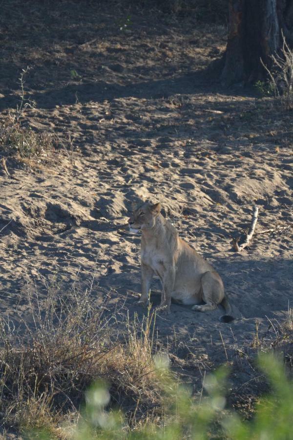 Mzsingitana Tented Camp Hotel Hoedspruit Exterior foto