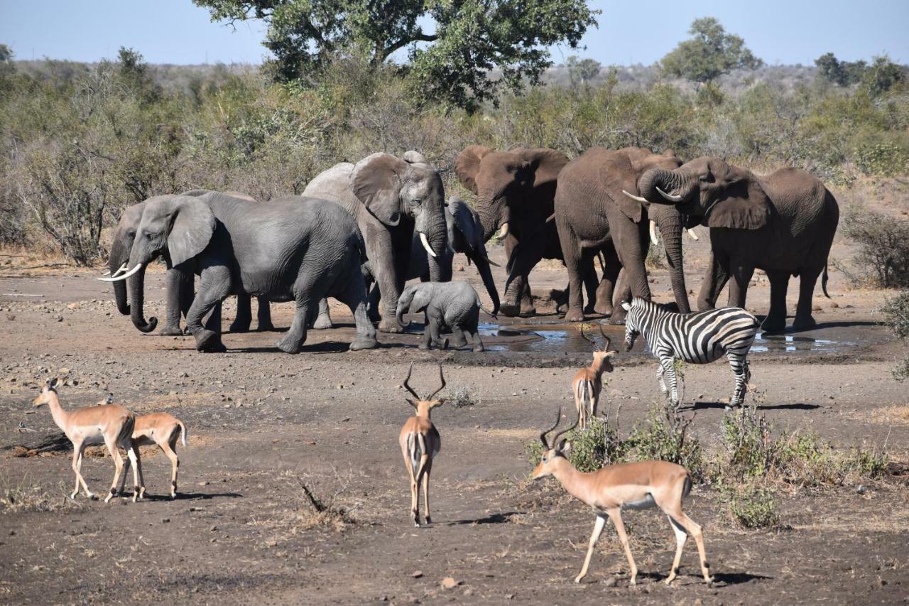 Mzsingitana Tented Camp Hotel Hoedspruit Exterior foto